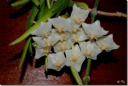 Hoya Linearis