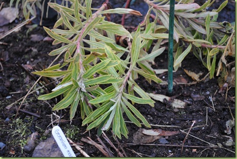 Euphorbia 'Ascot Rainbow'