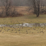 Wildlife Wildlife