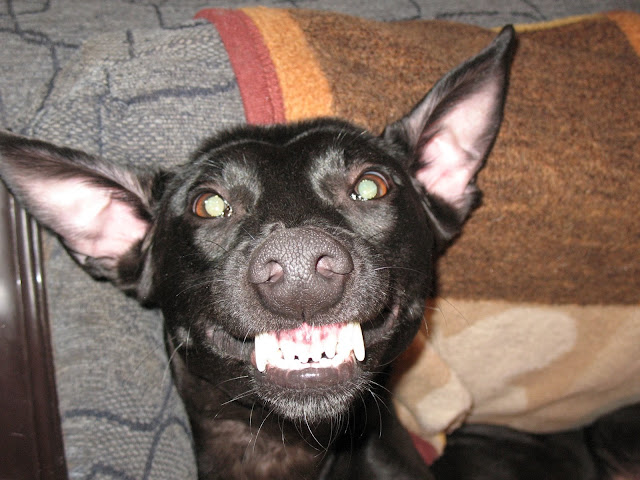 deerhound cross puppies