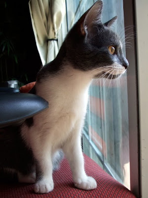 Oslo at the window.