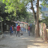 Cock fighting on the street leading to the school.