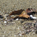 Sand crab! Can you see him poking out of his hole in the sand?