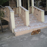 This dog chose this house to be home.
