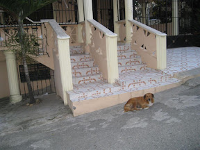 This dog chose this house to be home.