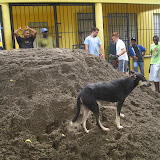The next day we had to move a truck load of sand and two loads of gravel.