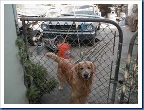bodo at the gate