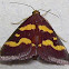 Coffee-loving Pyrausta Moth