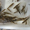 Salmo trutta