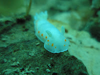 buceo (126).JPG