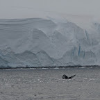 Première et seule baleine apercue