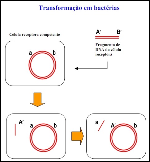 transformação transformação