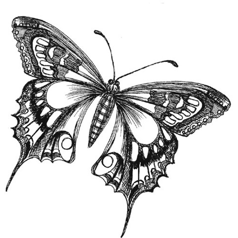 [ButterflyDrawing[2].jpg]
