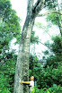 Agarwood = Trầm hương (or Kỳ nam)
