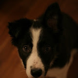 Witzi, 15 weeks + 4 days