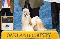 Austin wins Best in Show!