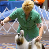 American Shih Tzu Club 2003 National Specialty, May 22, 2003