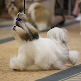 American Shih Tzu Club 2004 National Specialty, May 15, 2004