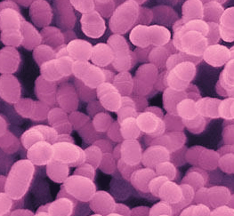 [fusobacteriumstreptococcusmutans2.gif]