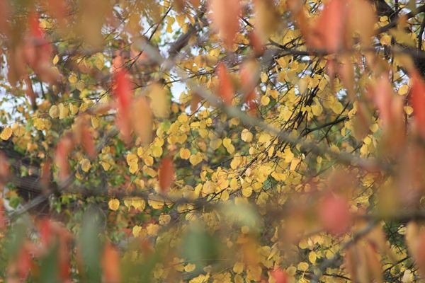 bIMG_0087
