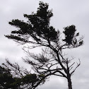 Pine