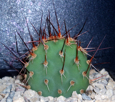 Opuntia fragilis Opuntia%20fragilis%20%27fussen%27