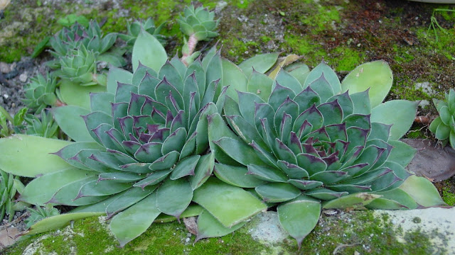 Sempervivum & jovibarda Sempervivum
