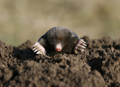 zwarte mol