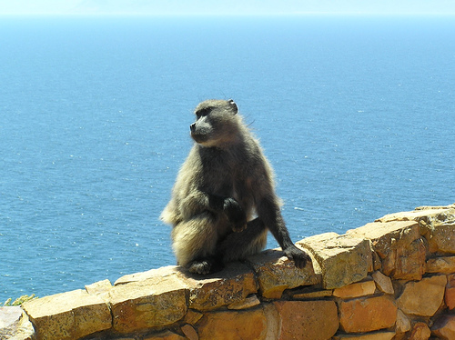 jbwan, cape baboon