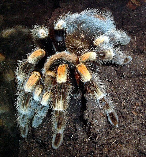 mexicaanse roodknietarantula