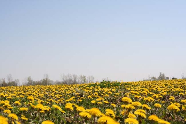 [Dandelions[4].jpg]