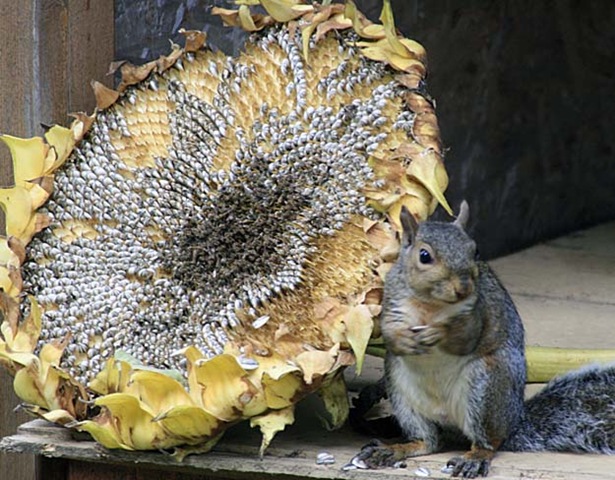 [sunflower squirrel2[4].jpg]