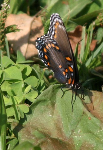[ButterflyLeaf 2010[5].jpg]