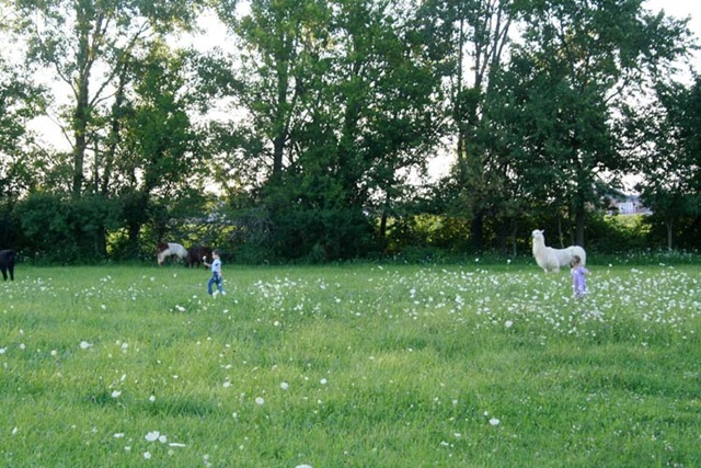 [pasture play1[8].jpg]