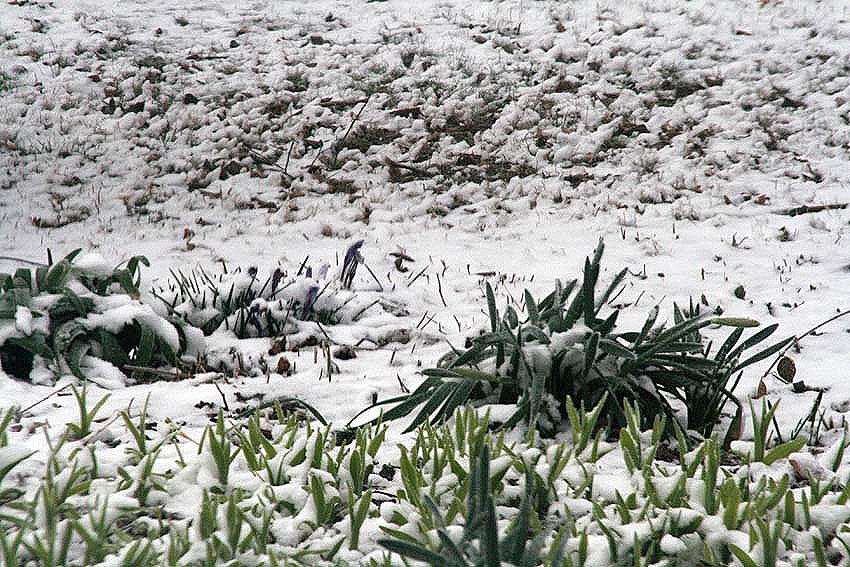 [spring snow 2[8].jpg]