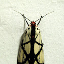 moth