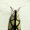 moth