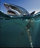 whiteshark_mini