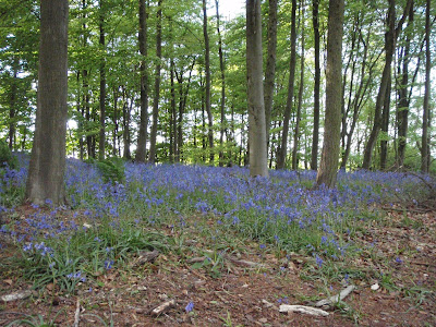 Bluebells in Beacon Hill woods