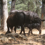 mum_calf_taz.jpg