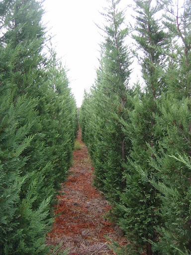 diseases affecting leylandi cypress