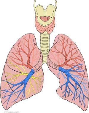 [lungs[2].jpg]