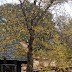 SDC10029.JPG