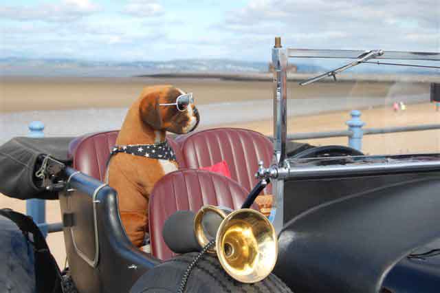 morecambefestival2009_dog.jpg