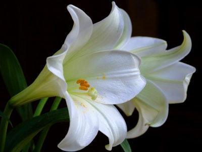 [white-lilies[3].jpg]