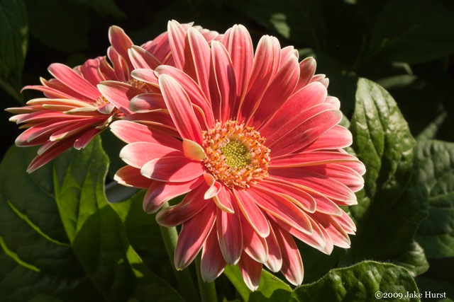 [gerber-daisy-1[2].jpg]