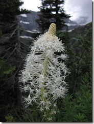 glacier g 061