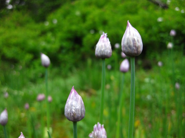 [glacierg0642.jpg]
