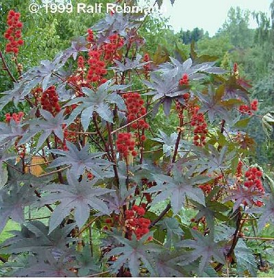 Anty kret, R�cznik (Ricinus communis)
