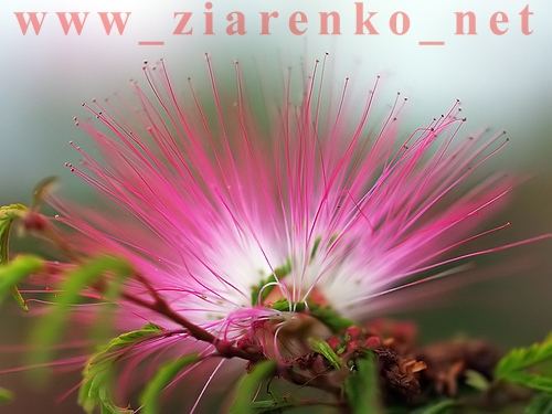 Albizia julibrissin jedwabne drzewo